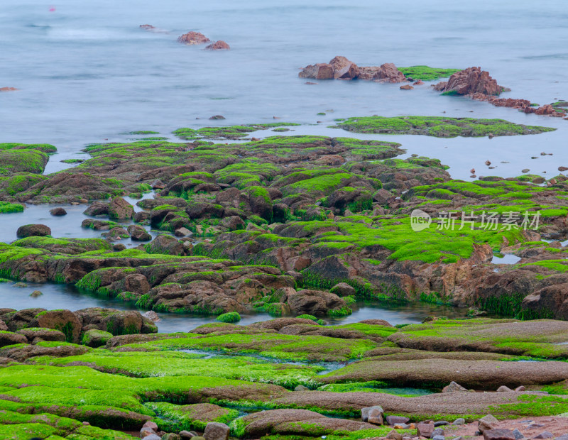 绿藻布满岩石的海岸