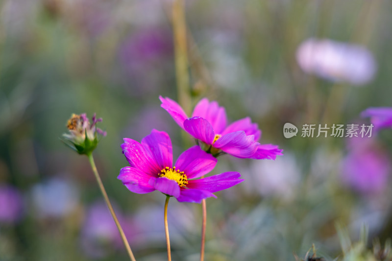 菊花、格桑花