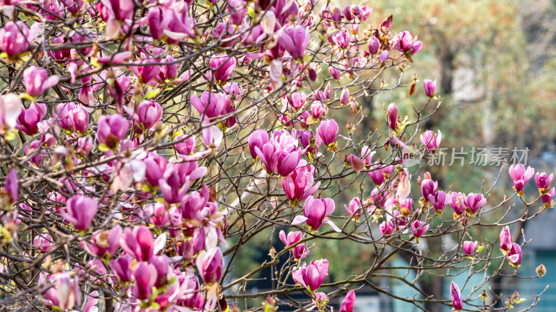 3月春天的玉兰树开花