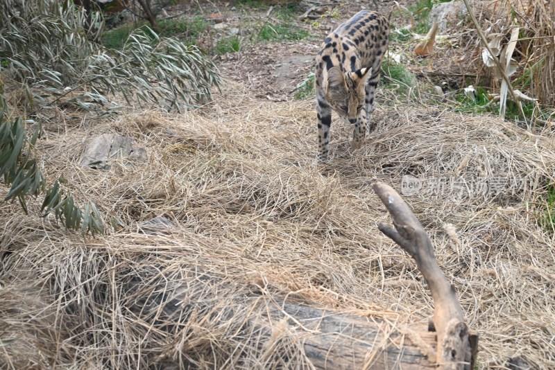薮猫在干草间行走