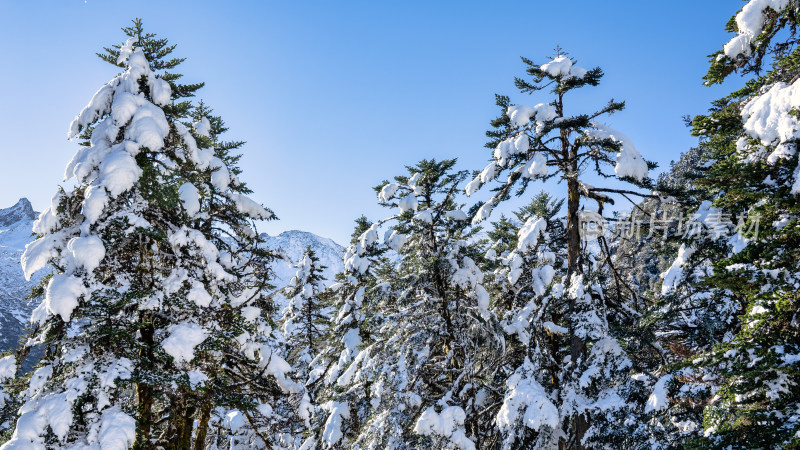 四川甘孜海螺沟冬季森林植被的雪景