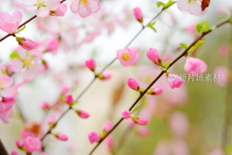 桃花花蕊花骨朵