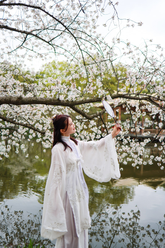 中国杭州西湖花港观鱼的樱花和穿汉服的美女
