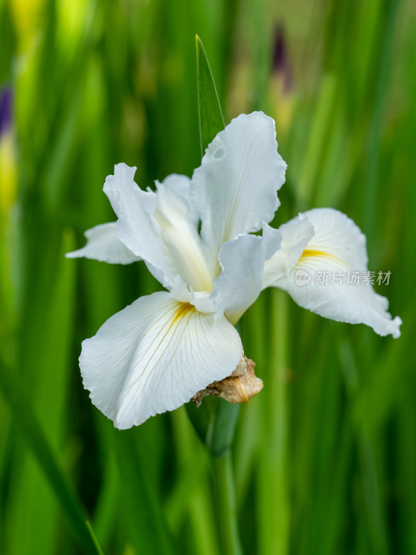 春天的花菖蒲开花特写