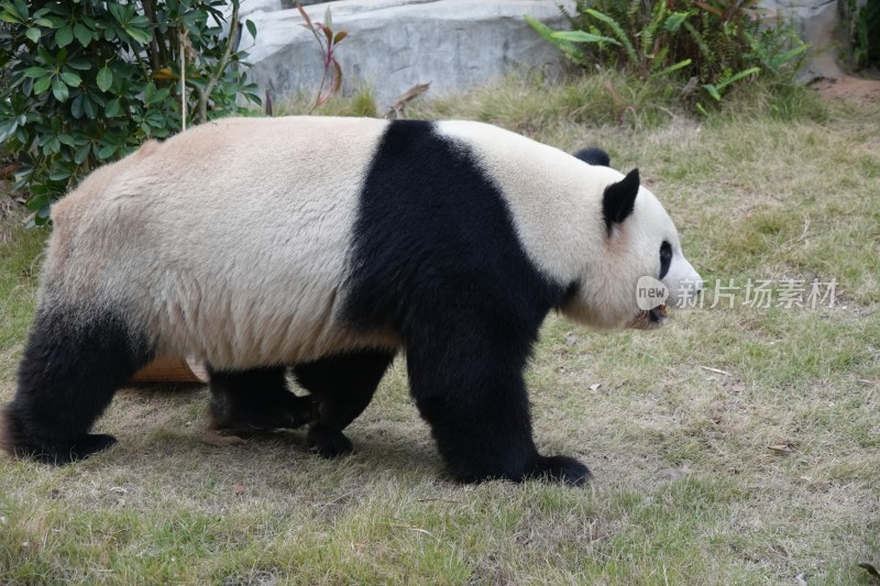 行走的大熊猫特写