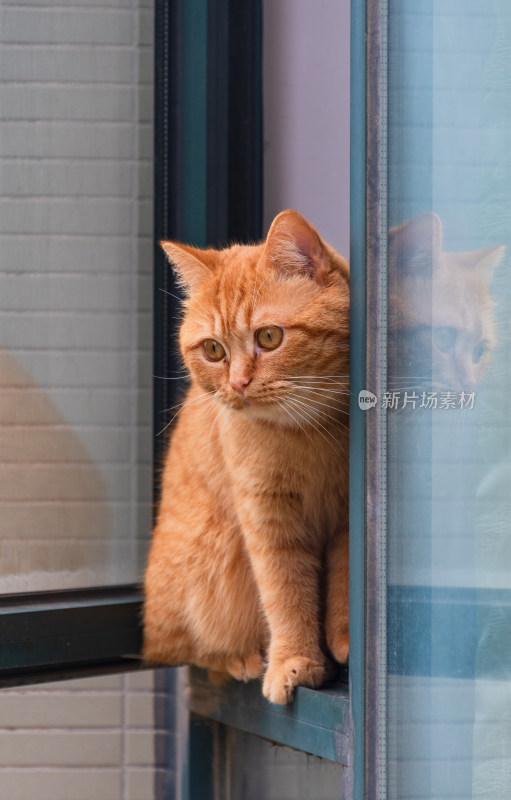 橘猫从窗户探出脑袋好奇地看向外面