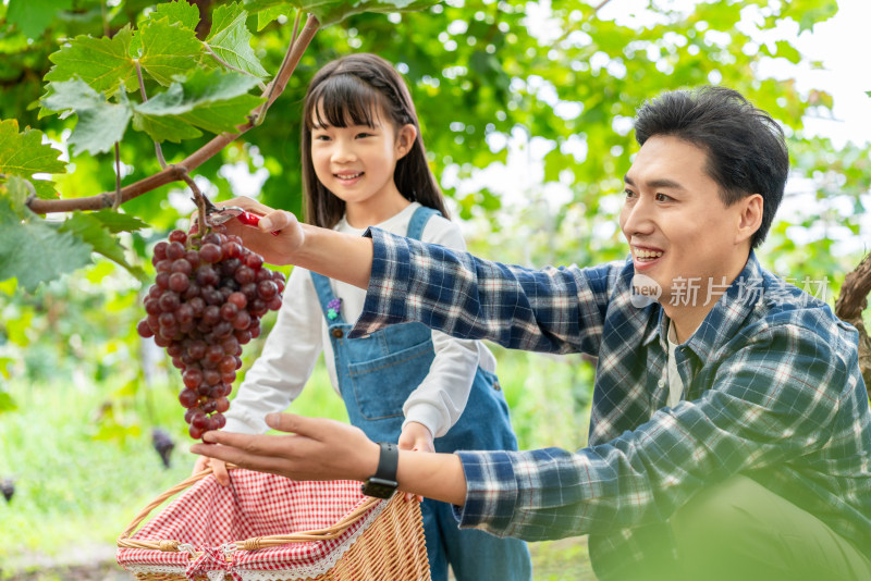 快乐的父女在果园采摘葡萄