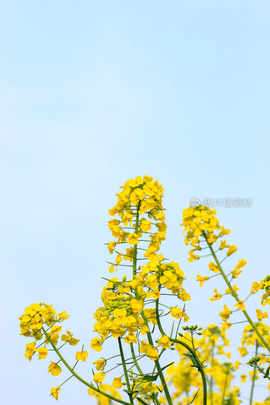 蓝色自然背景中的油菜花