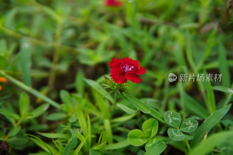 花草 微距摄影 城市风光