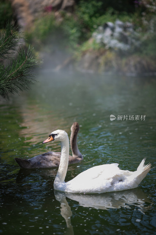 水里的白天鹅