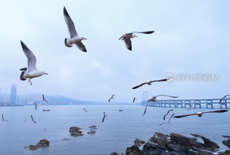 大连跨海大桥的夜景