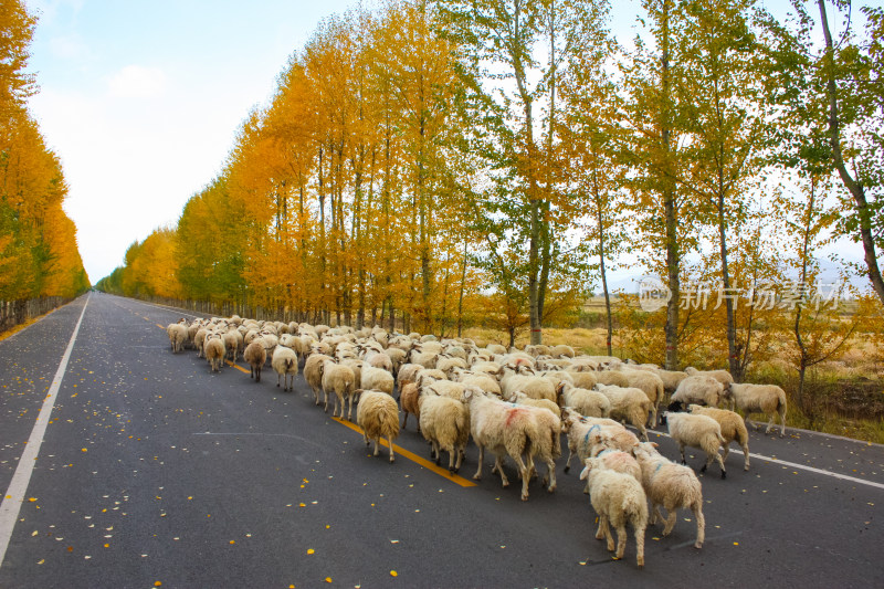 秋季道路上的羊群