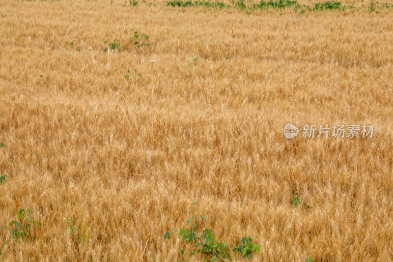 麦田麦子地成熟的小麦