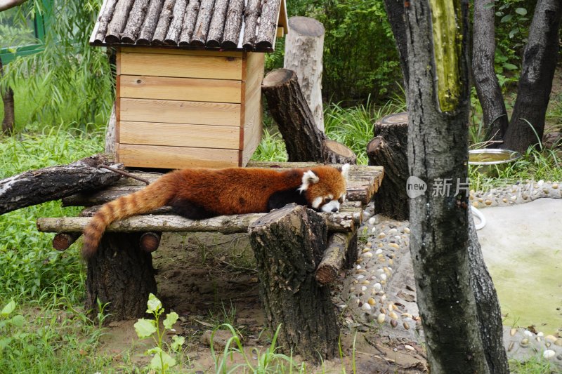 小熊猫趴在木架上休息