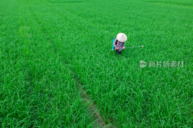 广西崇左市大新县明仕田园