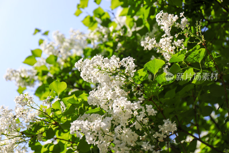 春天四月丁香花花卉开放治愈清新