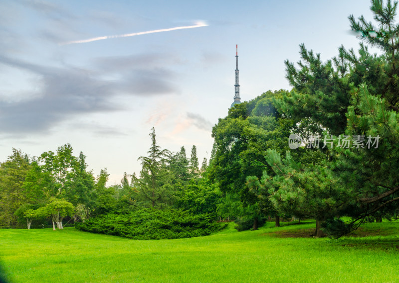 青岛中山公园的青草绿树和青岛电视塔