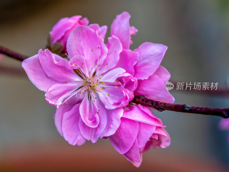 春天的桃花开花特写