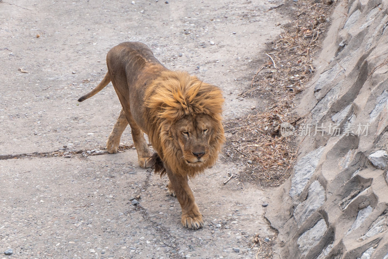 雄狮在动物园走动北京动物园
