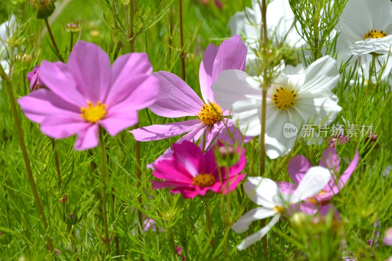 盛开的格桑花特写