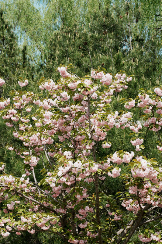 北京朝阳公园樱花