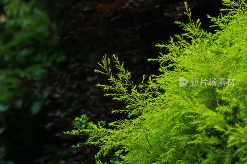 黄金串钱柳绿色植物背景