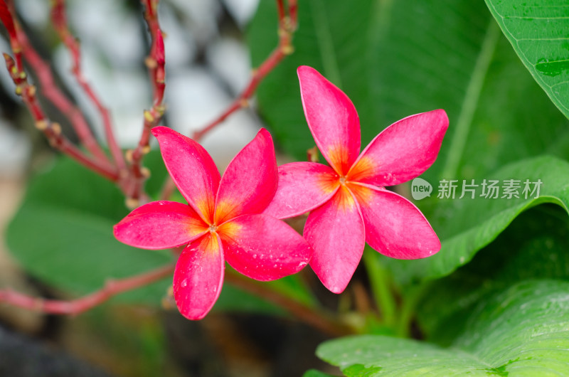 雨中两朵红鸡蛋花