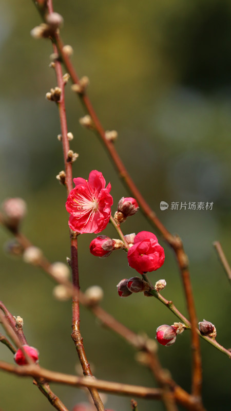 广州白云山盛开的桃花