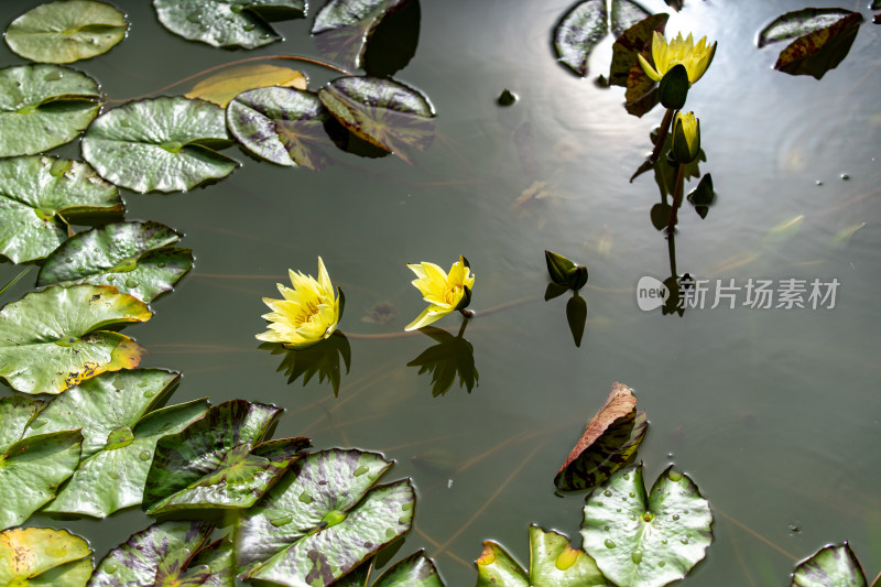 植物园睡莲特写