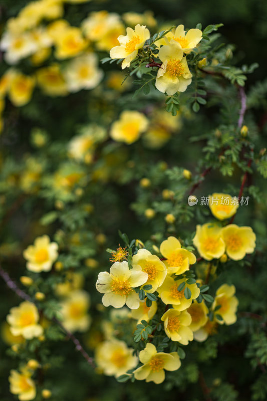 黄刺玫开花特写