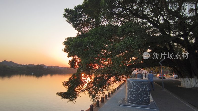 河边日落时分大树下的景象