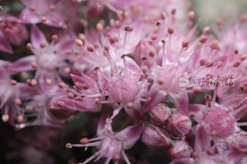 花园里的粉花绣线菊