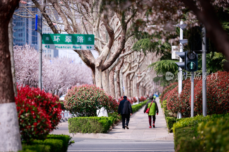 城市道路旁盛开的樱花景观