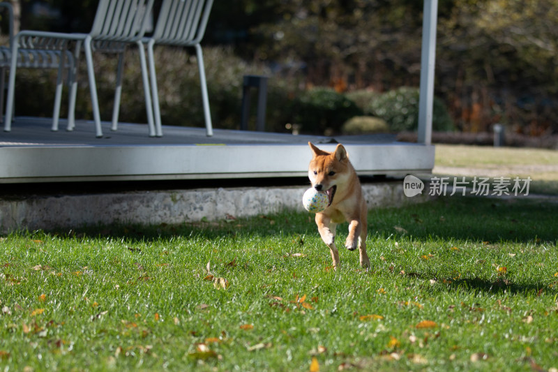 草地上一只正在玩球的柴犬