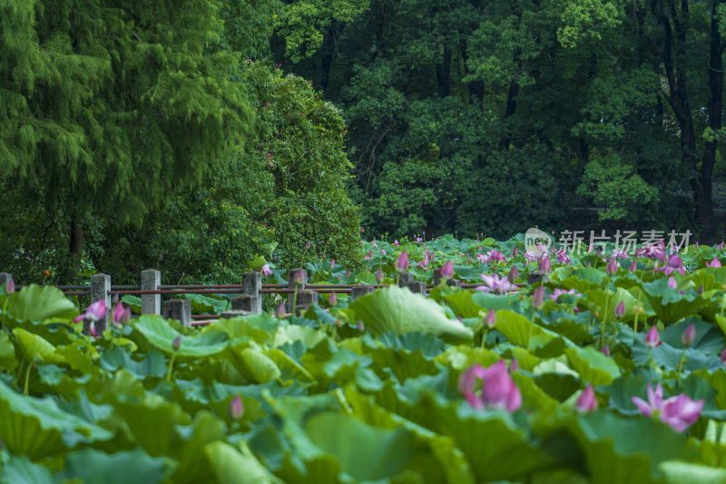 武汉东湖磨山景区盆景园