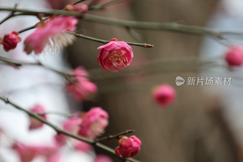 特写粉色梅花枝头绽放