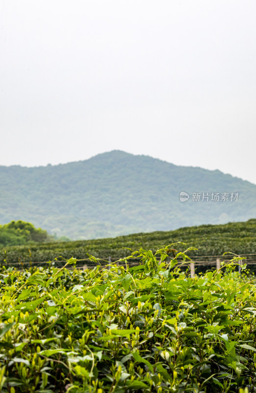 雨中的西湖龙井茶园自然风光