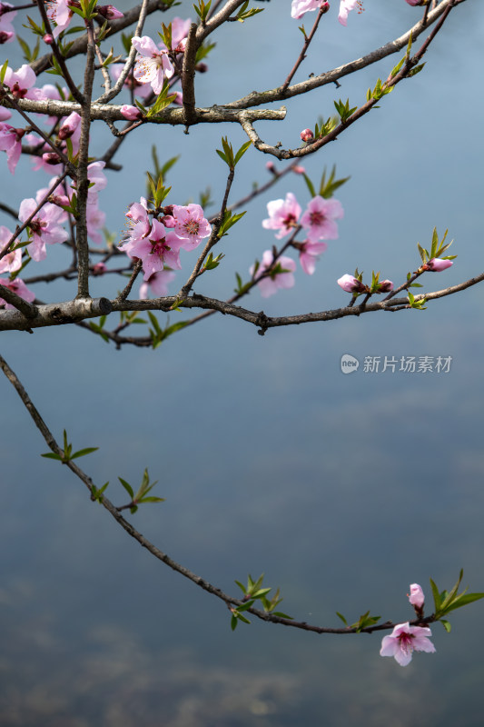 春天湖边湖面上绽放的粉红色桃花