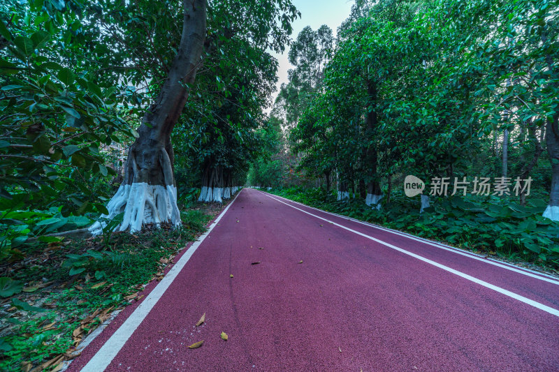 广州番禺大夫山森林公园树林红色景观跑道