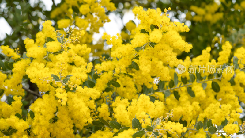 银叶金合欢黄色花盛开