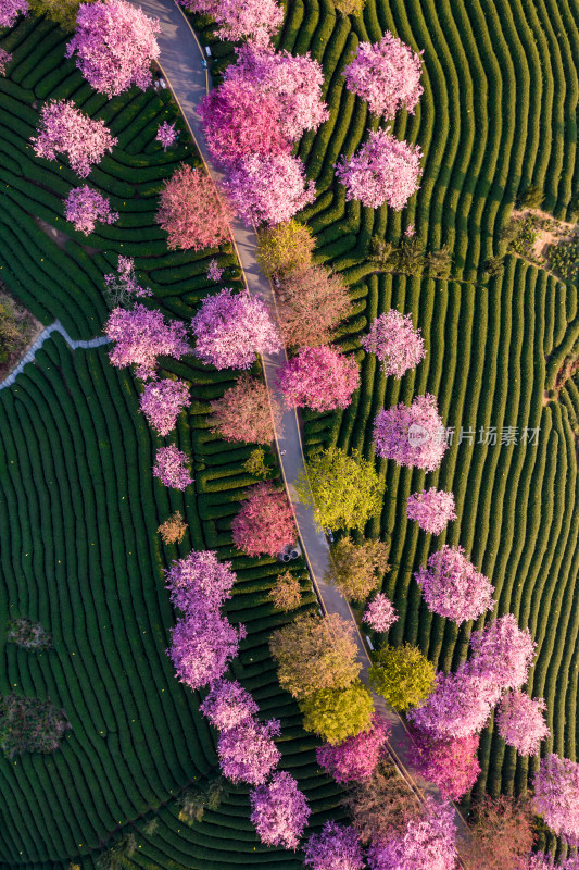 福建龙岩永福台品樱花茶园