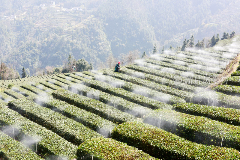 现代农业茶园水肥一体喷灌