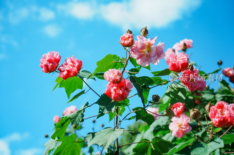 盛开的木芙蓉