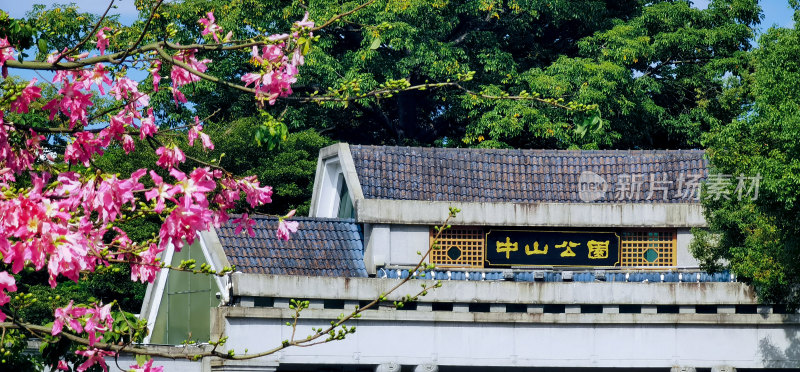 佛山中山公园粉色美丽异木棉