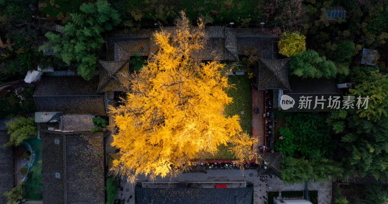 航拍古寺庙千年银杏秋景西安古观音禅寺