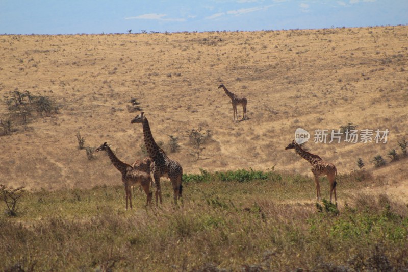 非洲长颈鹿