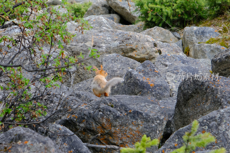 新疆夏塔景区天山中的松鼠