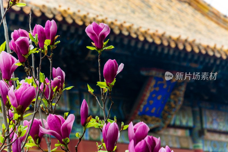 北京雍和宫永佑殿旁的玉兰花开了-DSC_8416