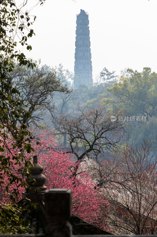 国清寺隋塔与烂漫盛开的春花景观