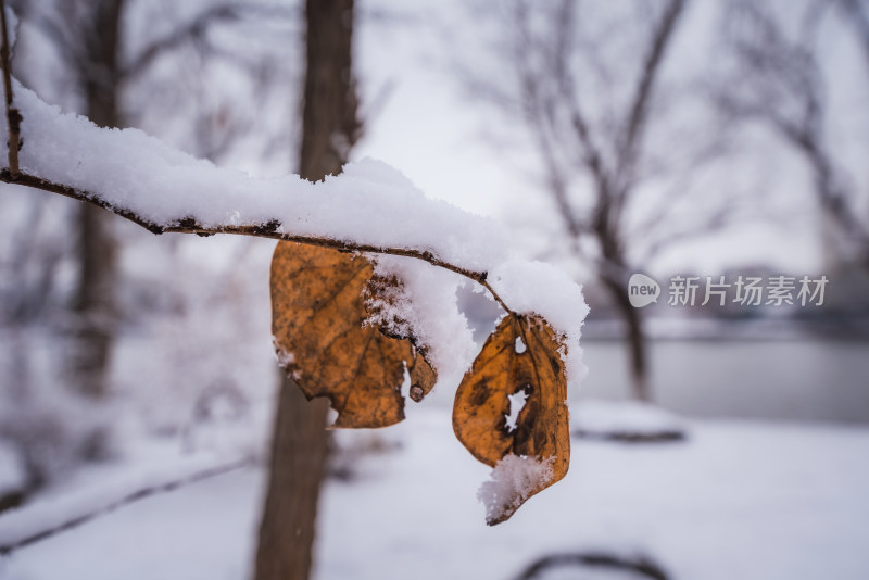 下雪了城市公园自然风景